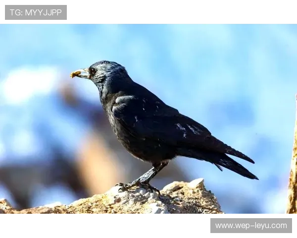 乌鸦外接手状态出色，助力球队取胜，请问乌鸦
